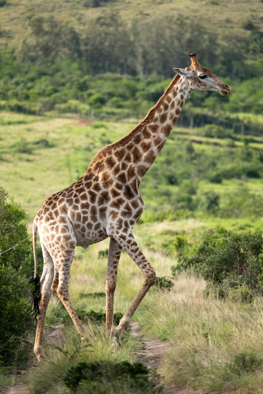 una jirafa caminando por un exuberante campo verde
