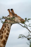 A graceful giraffe nibbling leaves high in an acacia tree against a clear blue sky.