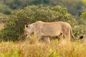 A lioness is walking through a grassy savannah, with lush green shrubs and trees in the background. The lighting appears to be soft, suggesting a time close to sunrise or sunset. The lioness has a sleek, tan coat and a calm posture.