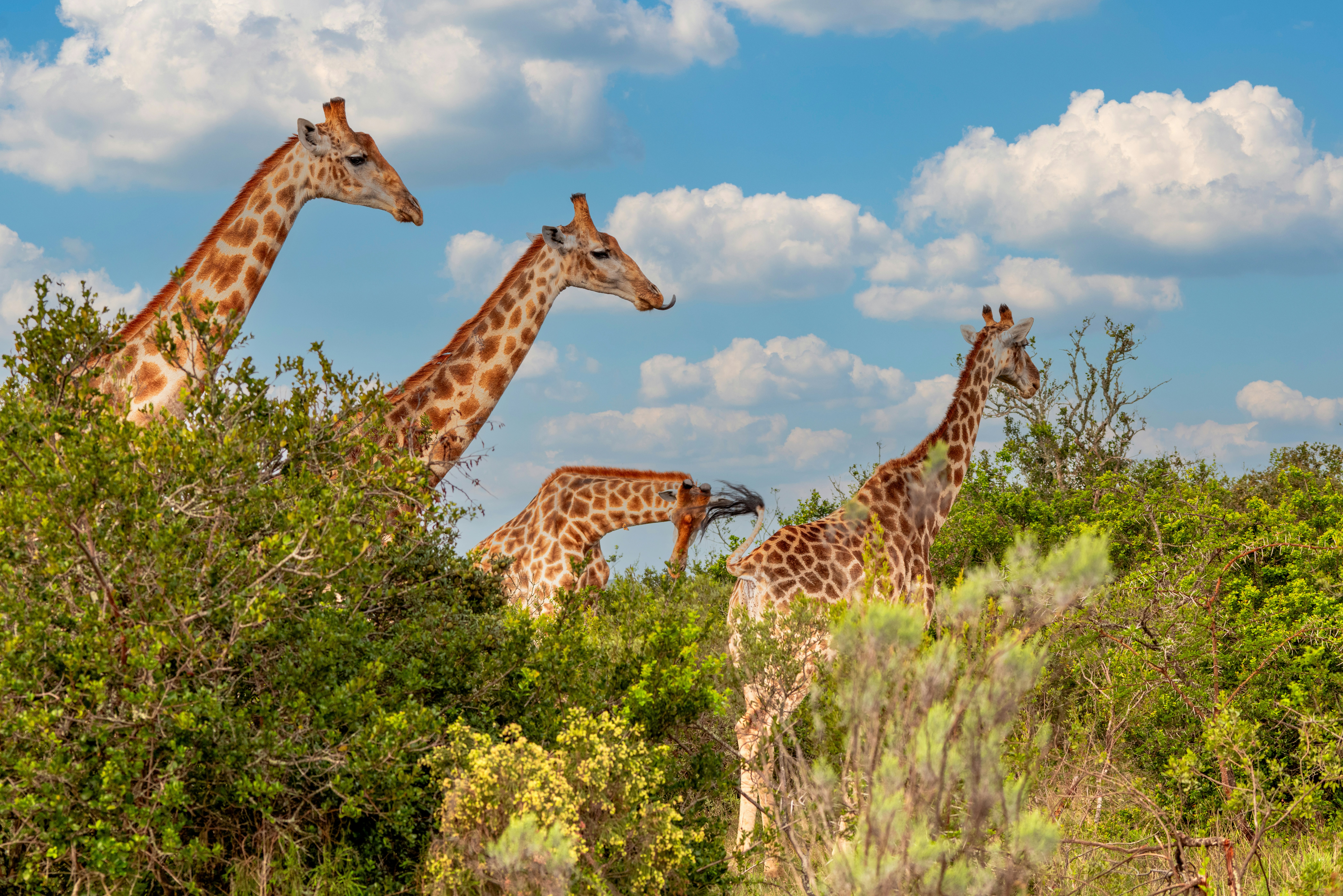 A group of giraffes are standing in the brush photo – Free Africa Image ...
