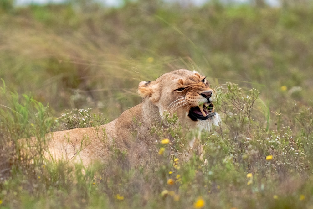 a lion laying in a field of tall grass