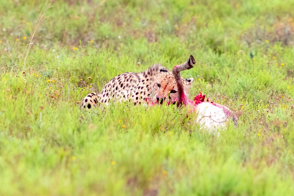 a cheetah laying in a field with a dead animal