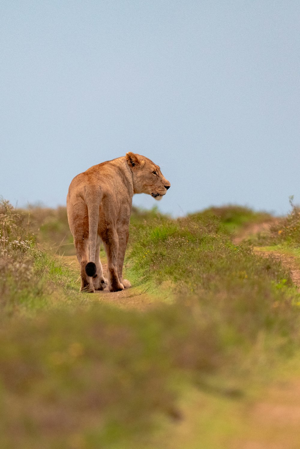 a lion walking across a grass covered field