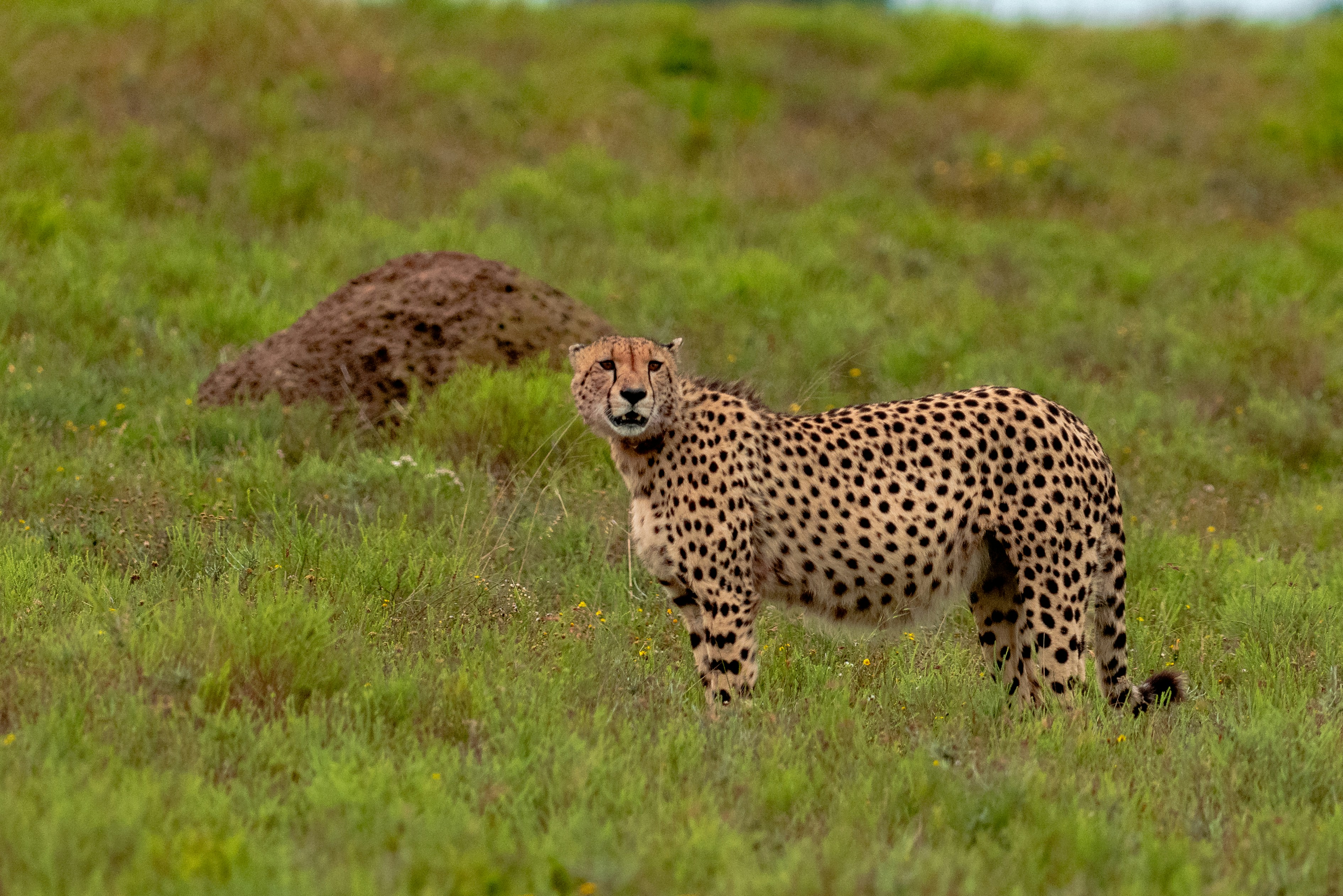 Photo by mwesselmann