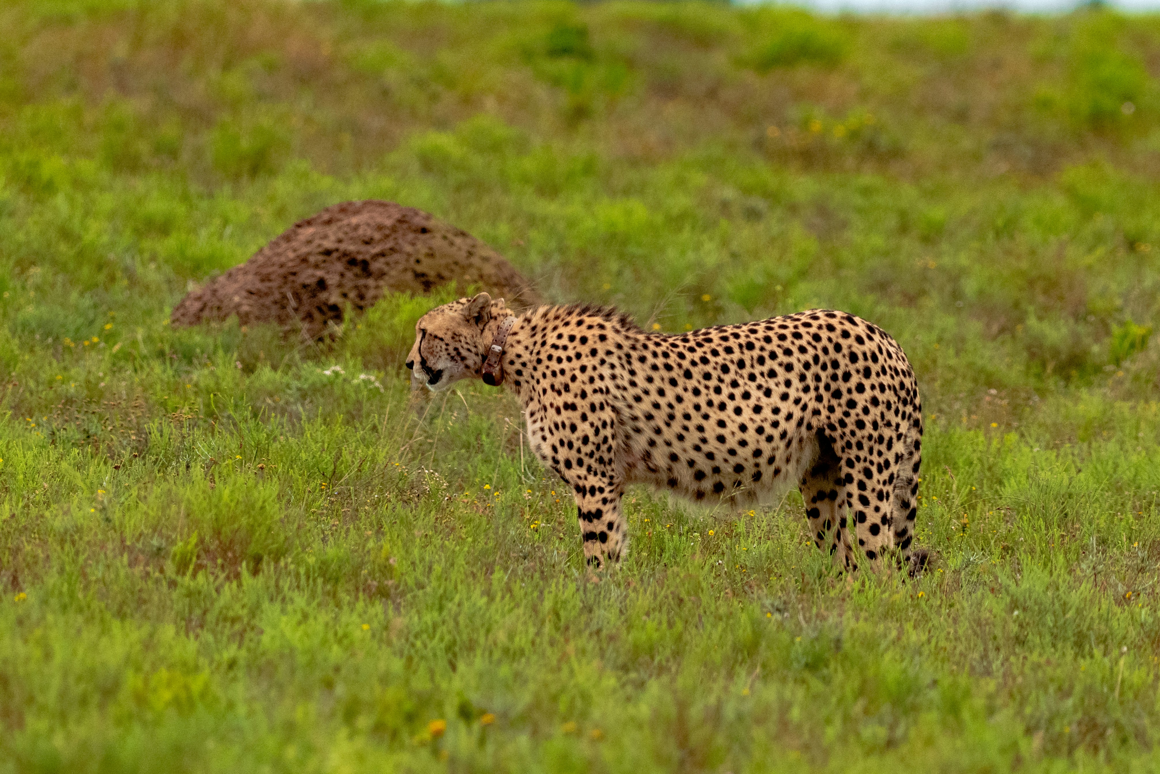 Photo by mwesselmann