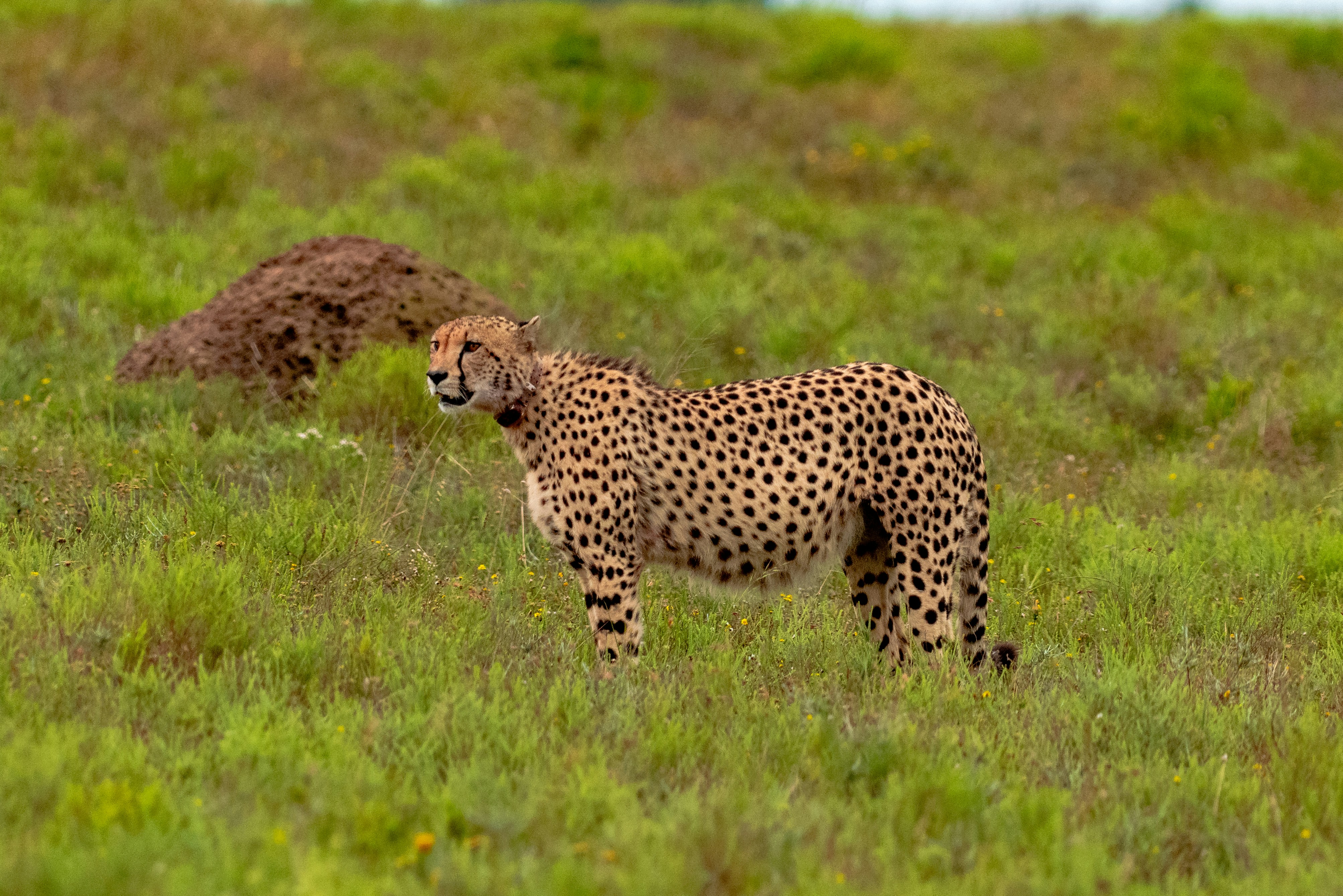 Cheetahs Are Nature's Golden Retrievers (image credits: unsplash)