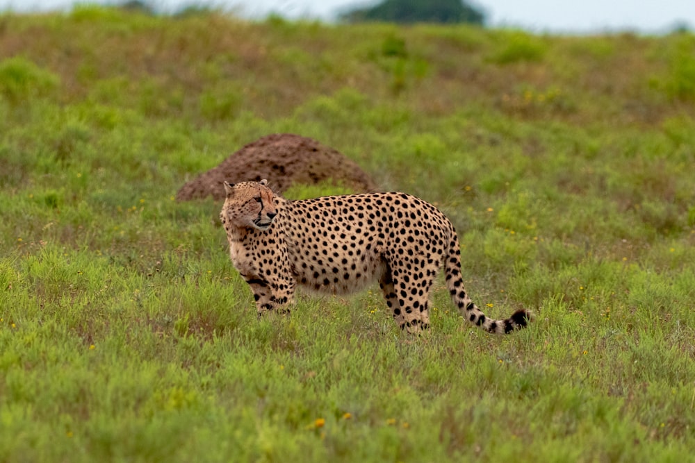 Un guepardo está parado en un campo cubierto de hierba