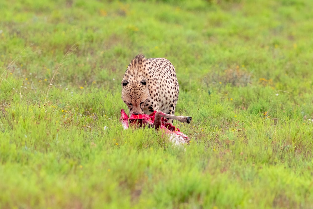 a cheetah walking through a field with a dead animal