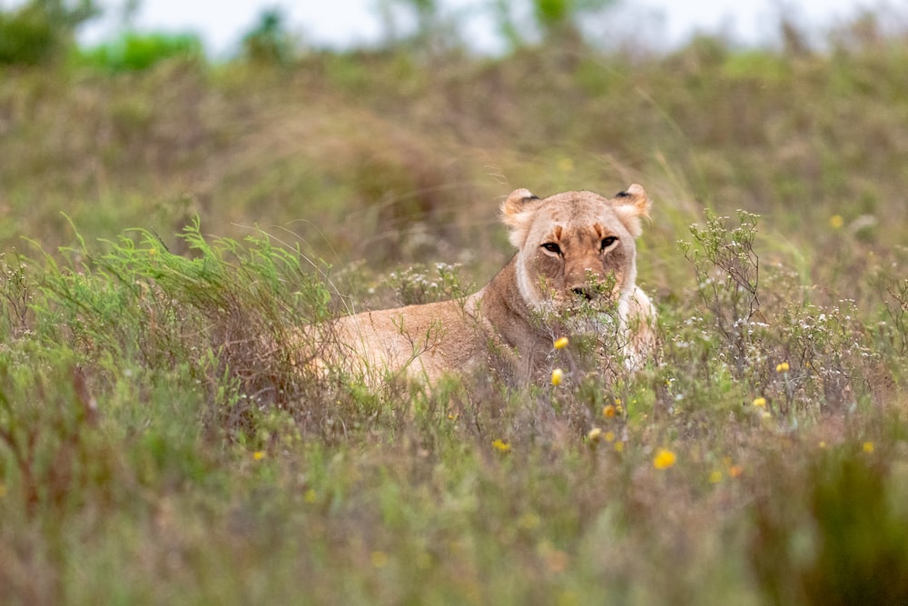 a lion sitting in a field of tall grass