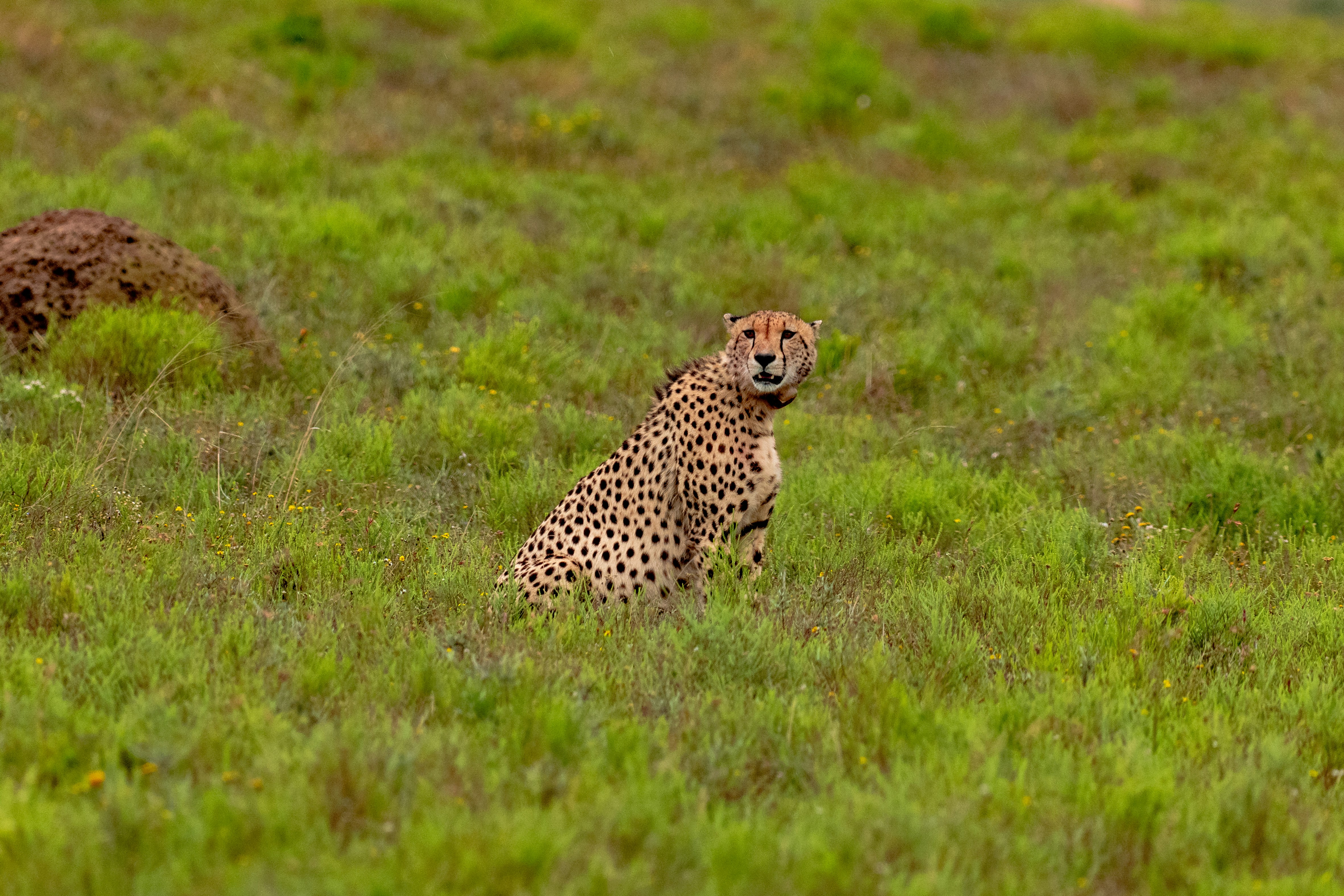 Photo by mwesselmann