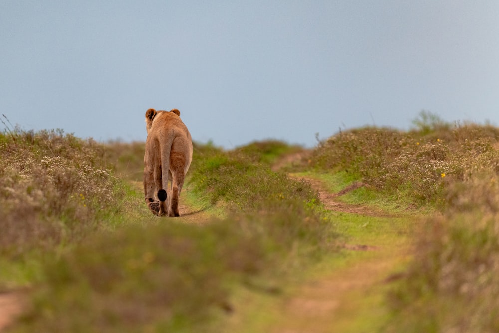 a brown bear walking across a grass covered field