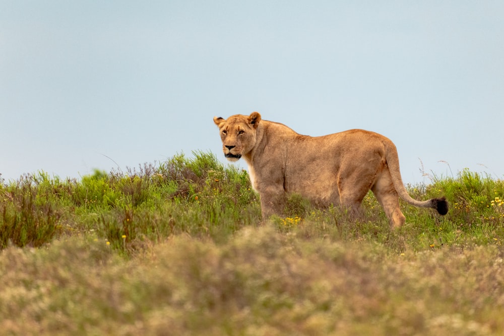 a lion walking across a lush green field