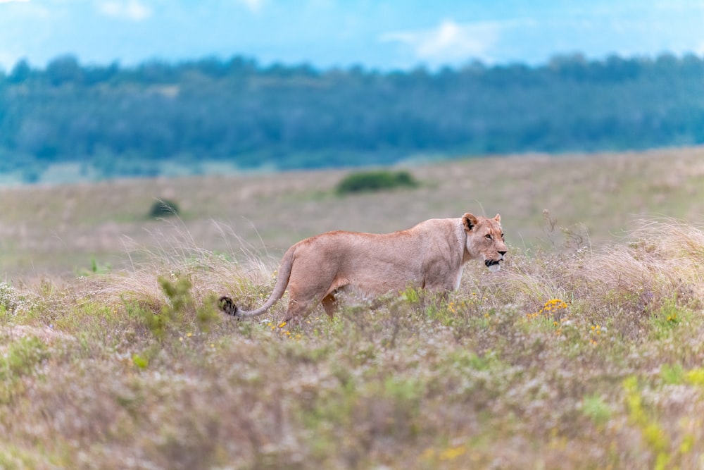 a lion walking through a field of tall grass