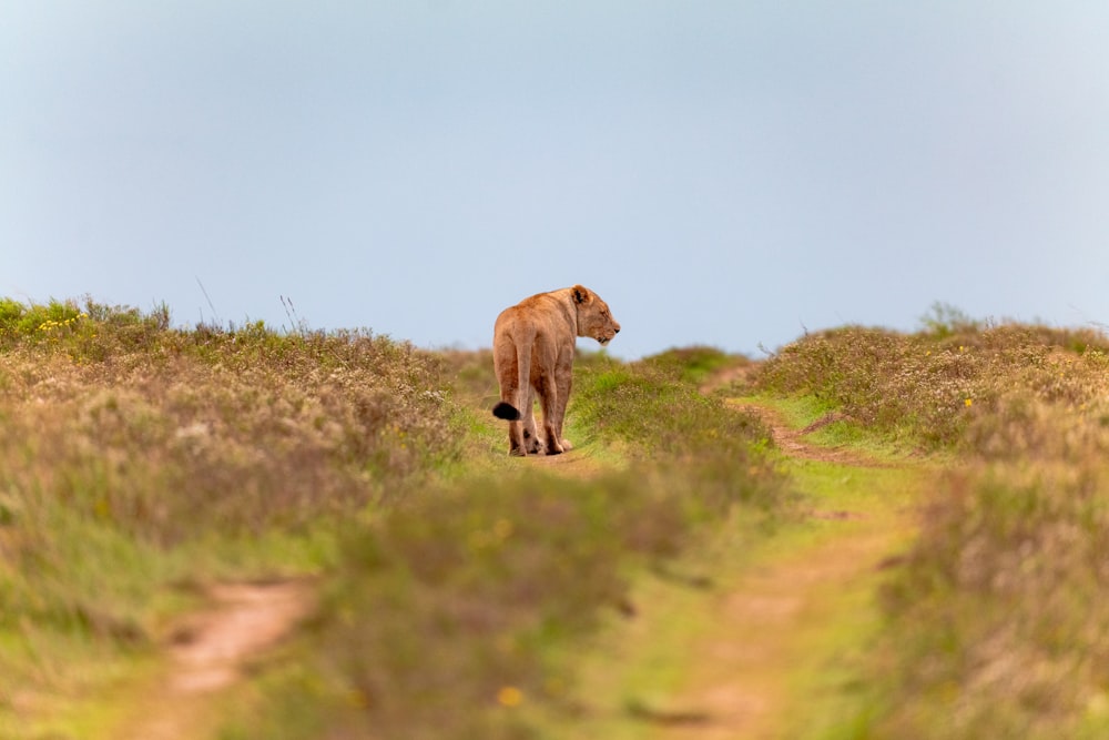 a lion walking across a grass covered field