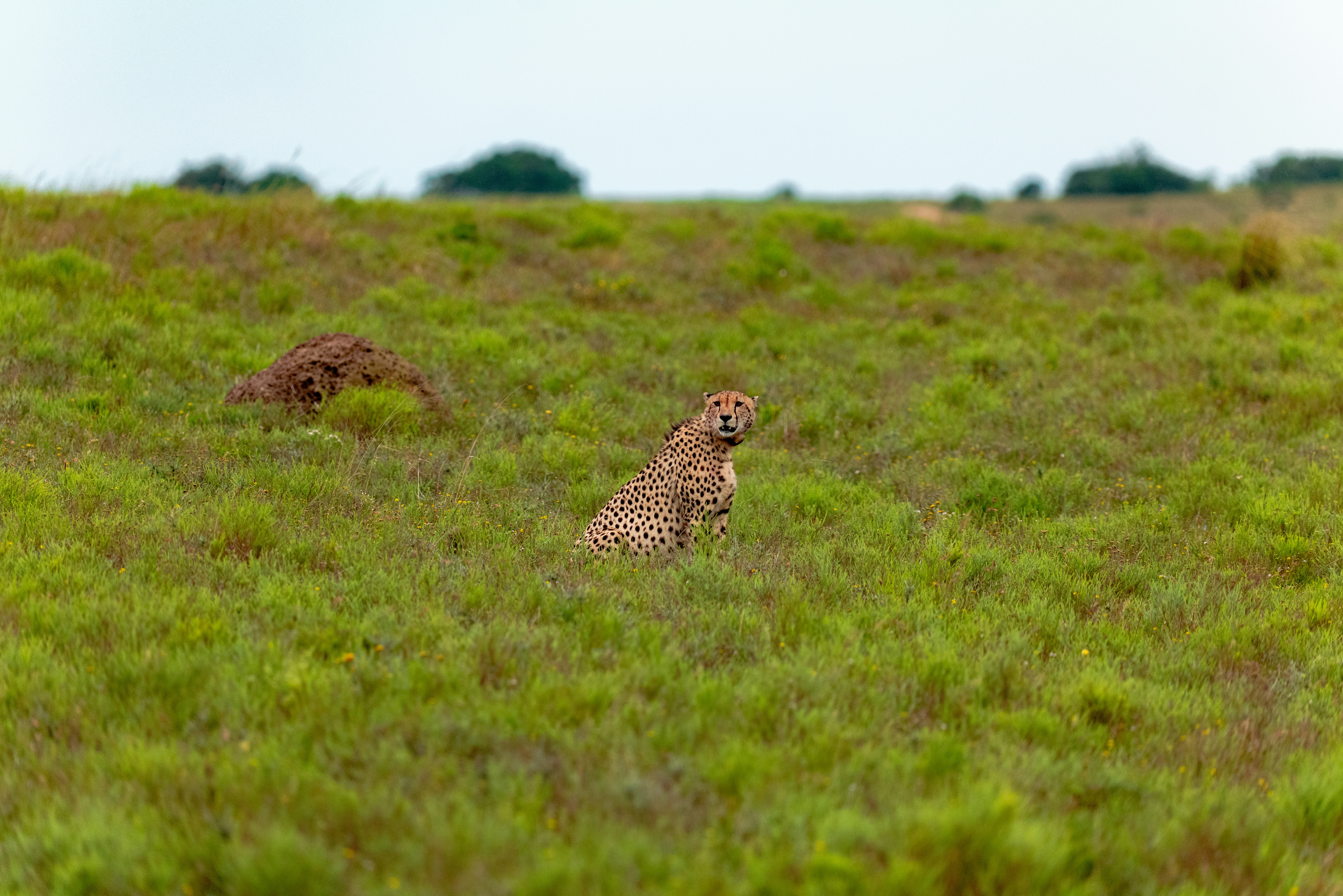 A cheetah sitting in the middle of a grassy field photo – Free Lalibela ...