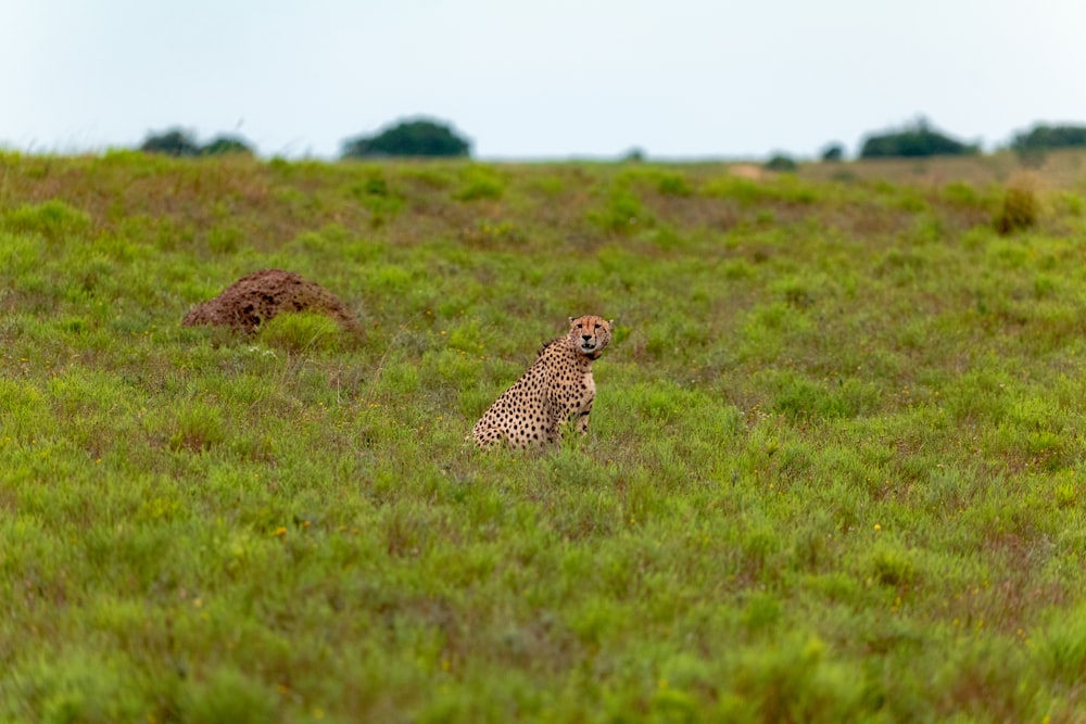 a cheetah sitting in the middle of a grassy field