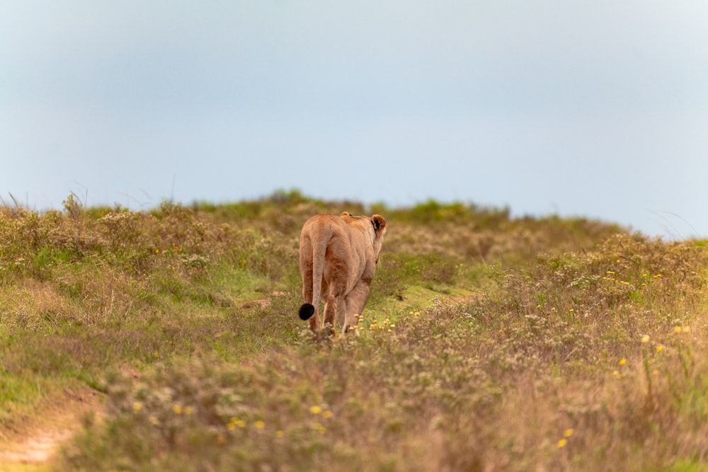 a lion walking across a grass covered field