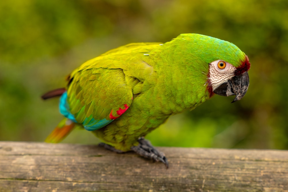 a green parrot sitting on top of a wooden branch