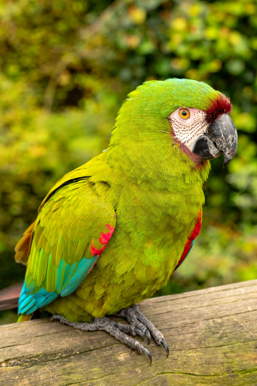 ein grüner Papagei, der auf einem Ast sitzt