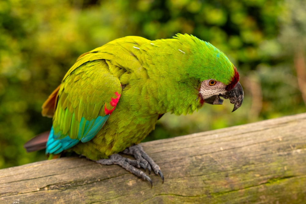 un pappagallo verde seduto in cima a un ramo d'albero