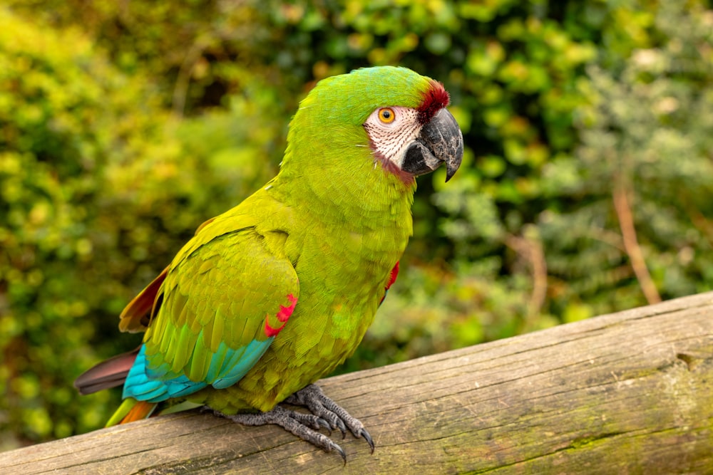 a green parrot sitting on top of a tree branch