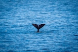 Close-up of a whale’s eye peeking just above the water near Samana shore.