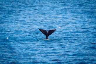 An illustrated book open to a page depicting southern whale species in their natural habitat.