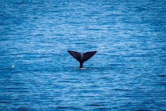 A whale's tail is partially visible above the surface of the ocean, surrounded by the rich blue expanse of the water. Two birds can be seen flying nearby, adding life to the serene marine scene.
