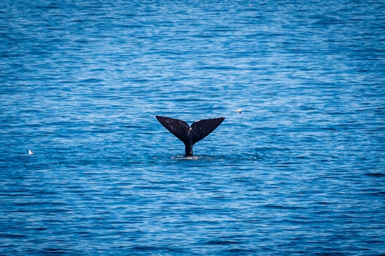 A whale's tail is partially visible above the surface of the ocean, surrounded by the rich blue expanse of the water. Two birds can be seen flying nearby, adding life to the serene marine scene.