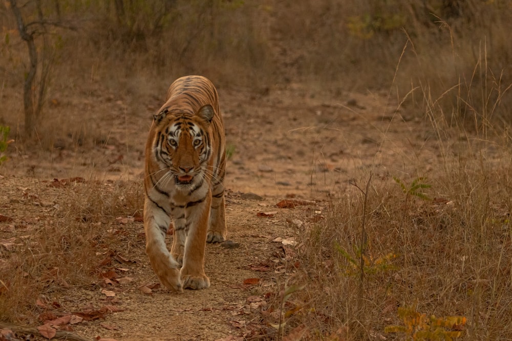 a tiger walking across a dirt road in the wild