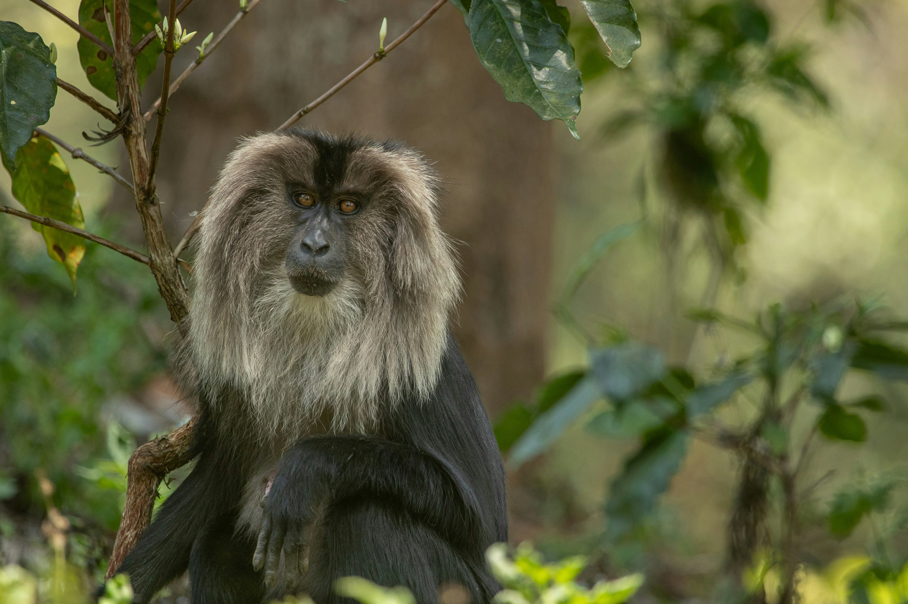 a monkey sitting on a tree branch in a forest
