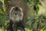 a monkey sitting on a tree branch in a forest