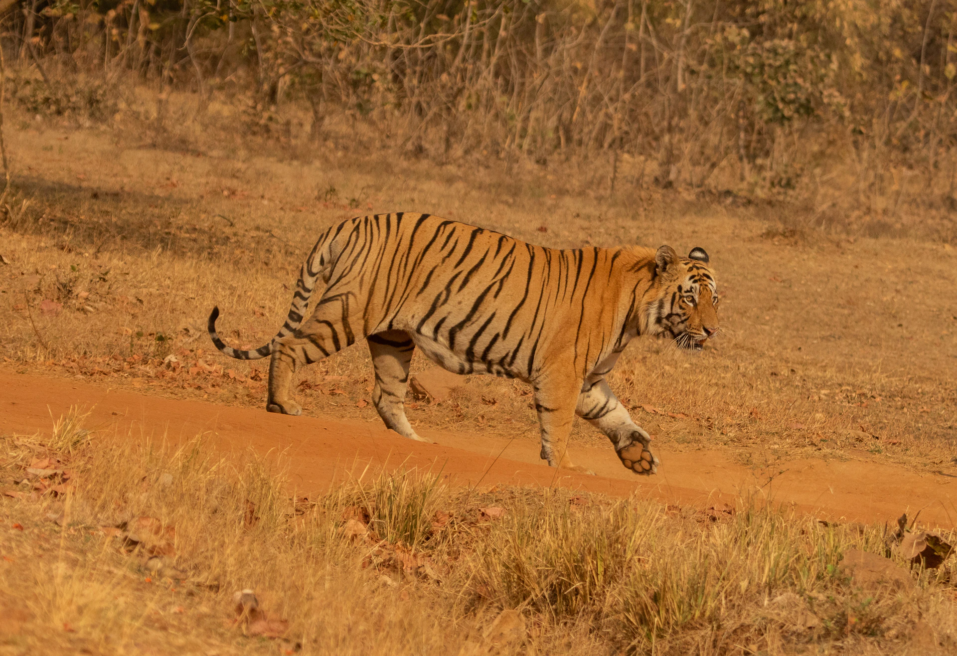a tiger running across a dirt road in a field