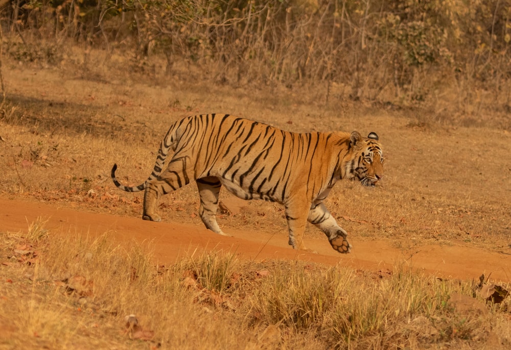 a tiger running across a dirt road in a field