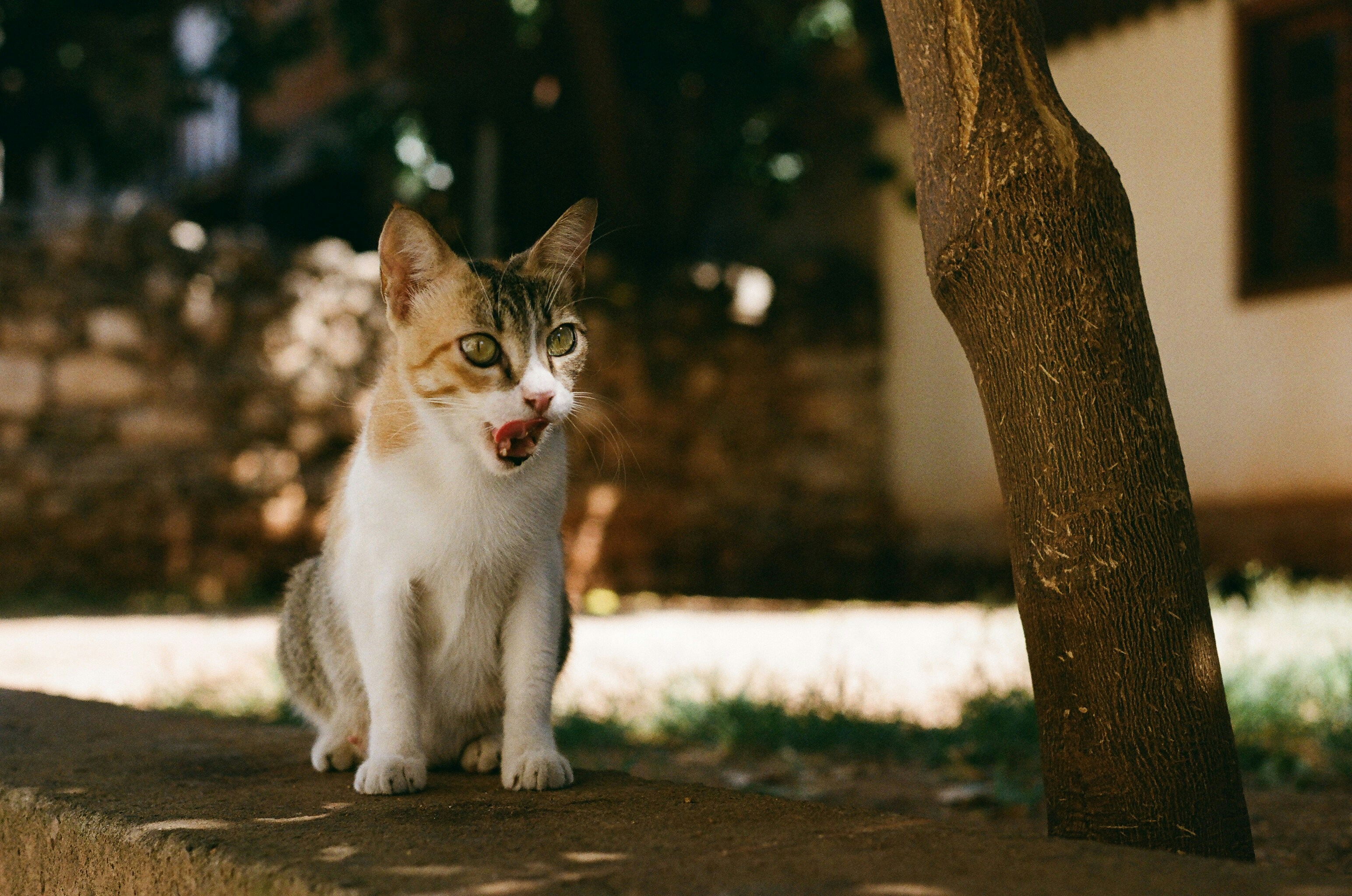 Photo by thesilvafocus