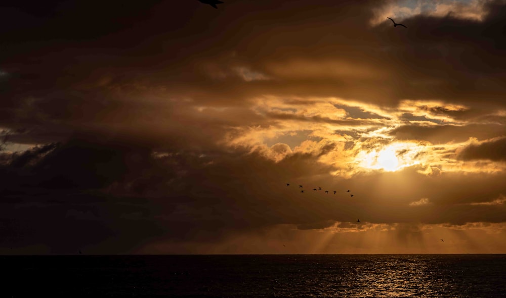 a group of birds flying over a body of water