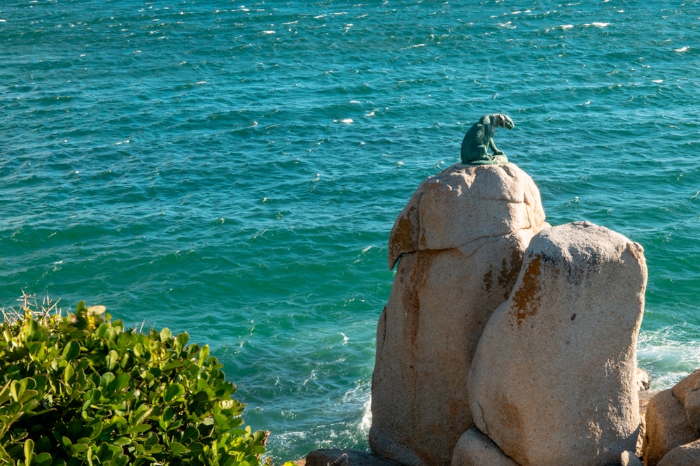 a bird sitting on top of a rock near the ocean