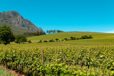 A lush, green vineyard stretches across the foreground beneath a clear blue sky. Rolling hills in the background showcase additional greenery and an array of trees. Majestic mountains rise to the left, adding a dramatic scenic backdrop.