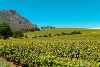 A lush, green vineyard stretches across the foreground beneath a clear blue sky. Rolling hills in the background showcase additional greenery and an array of trees. Majestic mountains rise to the left, adding a dramatic scenic backdrop.