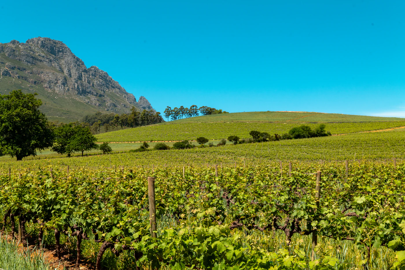 Getting Value in the Winelands: More Accessible Cape Wedding Venues