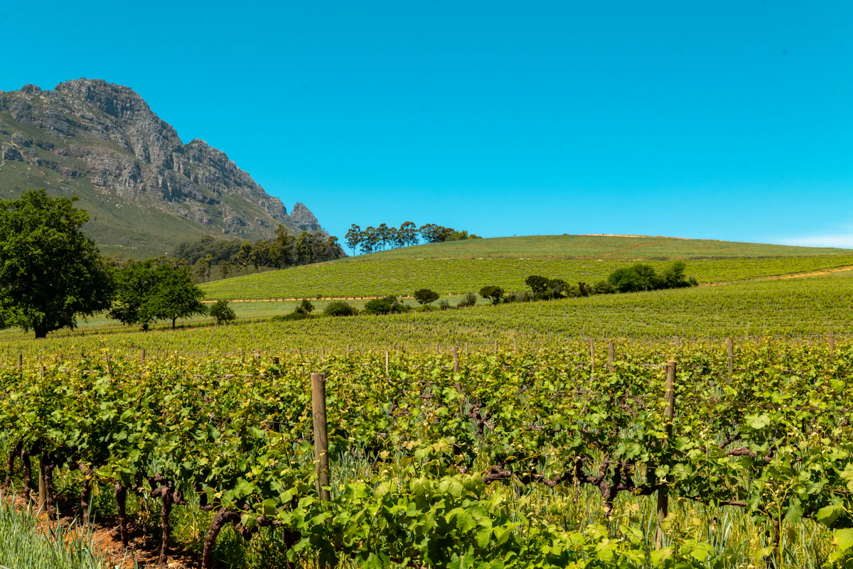 Vineyards and mountains in Stellenbosch in the Cape Winelands