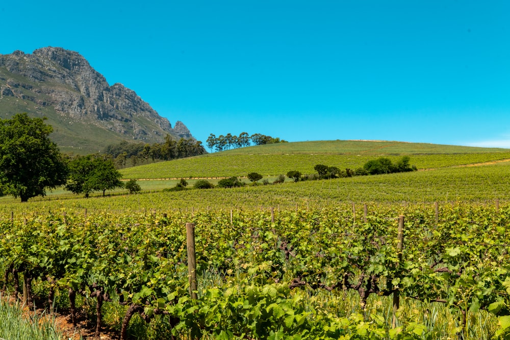 a lush green field with a mountain in the background