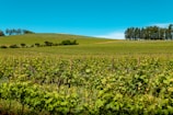 A pristine field of pepper vines under a clear blue sky.