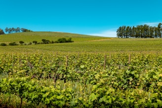 A lush vineyard stretches across rolling hills under a clear blue sky. Rows of grapevines are neatly aligned, and a cluster of trees is visible in the distance.
