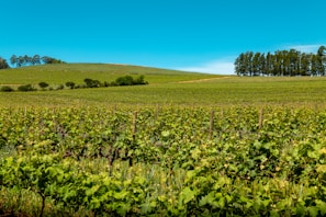 Jean-Luc Pasquet vineyard landscape with lush grapevines under a clear blue sky.