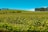 A lush vineyard stretches across rolling hills under a clear blue sky. Rows of grapevines are neatly aligned, and a cluster of trees is visible in the distance.