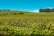 A lush vineyard stretches across rolling hills under a clear blue sky. Rows of grapevines are neatly aligned, and a cluster of trees is visible in the distance.