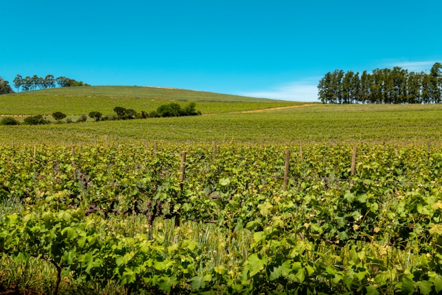 A lush vineyard stretches across rolling hills under a clear blue sky. Rows of grapevines are neatly aligned, and a cluster of trees is visible in the distance.