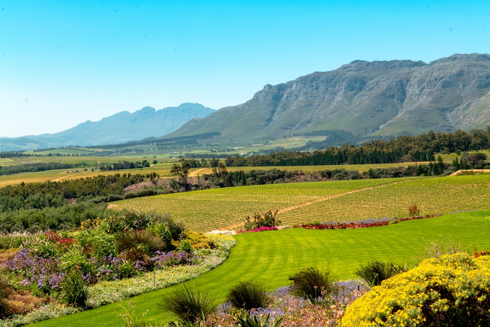 a lush green field with mountains in the background