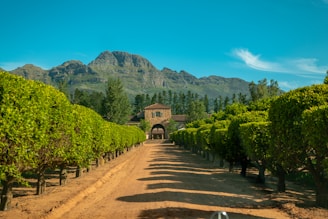 wine estate, cape town